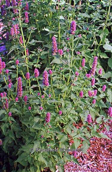 agastache rugosa 2 graphic